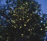 fireflies